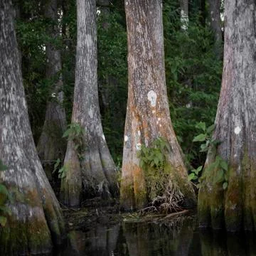 Cypress Cluster Stock Photos