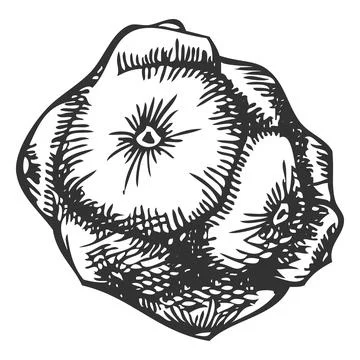 Cypress cone engraved hand drawn vector, conifer tree botanical sketch, natural Stock Illustration