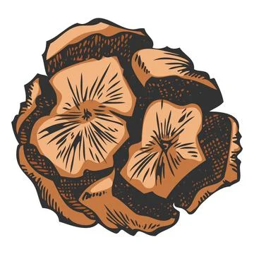 Cypress cone hand drawn vector illustration, conifer tree dry brown cone Stock Illustration