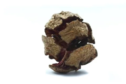 Cypress cone isolated Stock Photos