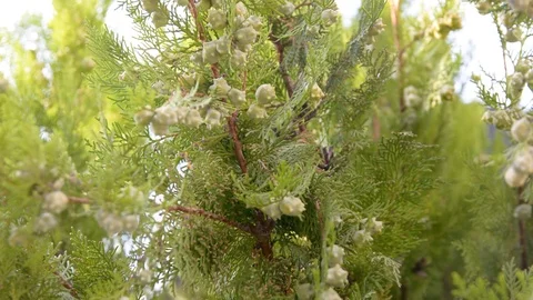 Cypress with cones close up. Juniper berries on a branch. A juniper berry is the 스톡 동영상 92494798
