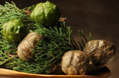 Cypress cones in the spoon Foto stock