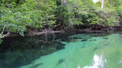 Cypress Creek 2 Stock Footage