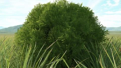 Cypress in a field of ornamental grass Stock Illustration