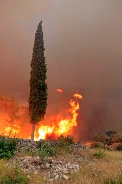 Cypress on fire Stock Photos