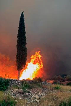 Cypress on fire Stock Photos