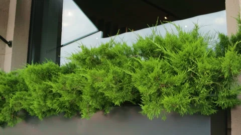 Cypress in a flower bed on the window of the cafe Stock-Footage 157387905