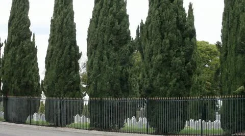 Cypress Stock Footage 11142543