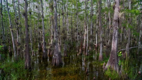 CYPRESS Stock Footage 162965765