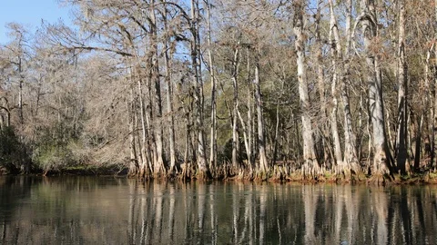 Cypress forest and river in Manatee Springs State Park, Florida Stock Footage 123071893