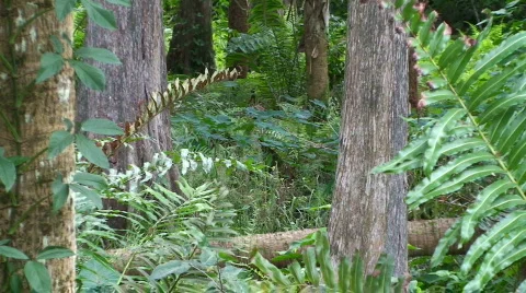Cypress Forest Stock Footage 536782