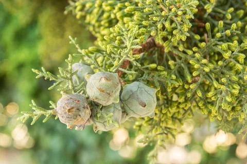 Cypress fruit closeup Stock Photos