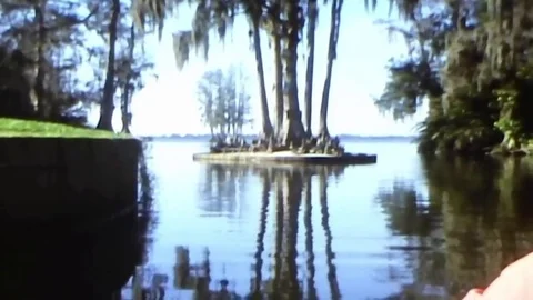 Cypress Garden trees Video stock 83618325