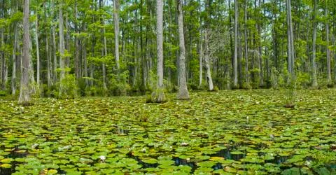 Cypress gardens Foto stock