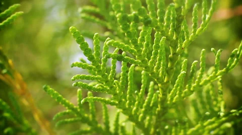 Cypress green Stock Footage 65632581