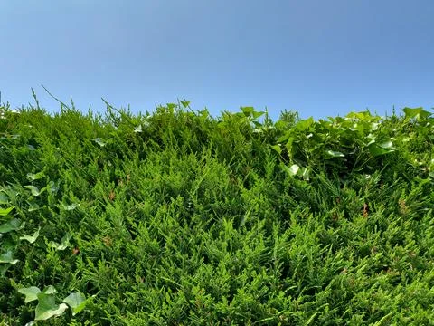 Cypress hedgerow background Stock Photos