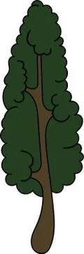 Cypress Stock Illustration