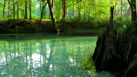 Cypress Knee and Spring Stock Footage 739583