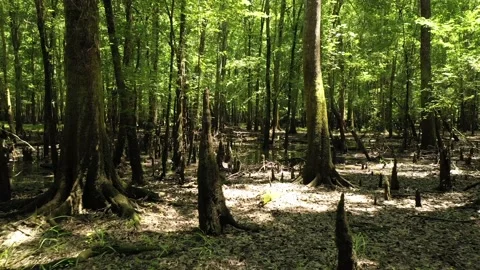 Cypress knobs in swamp in Francis Marion National Forest in South Carolina 스톡 동영상 198882762