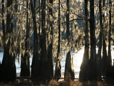 Cypress Lake Foto stock