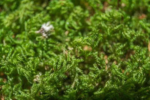 Cypress leaved plait moss Hypnum cupressiforme growing abundantly Фото
