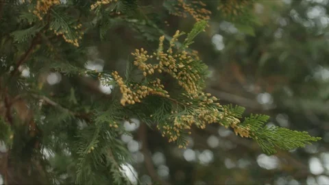 Cypress leaves in the wind Stock Footage 124893017