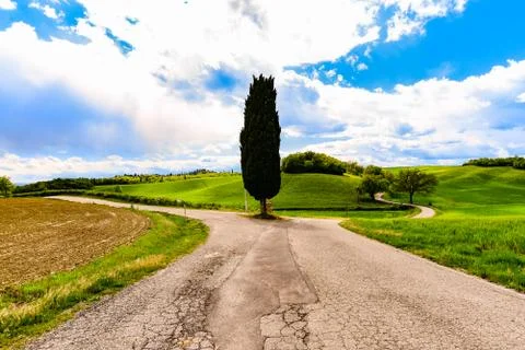 A cypress in the middle of a road Stock Photos