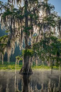 Cypress Mist Stock Photos