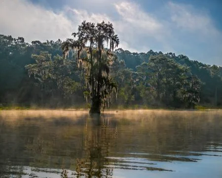Cypress In Mist Stock Photos