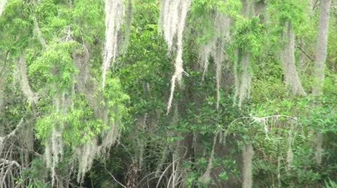 Cypress Moss Stock Footage 10902490