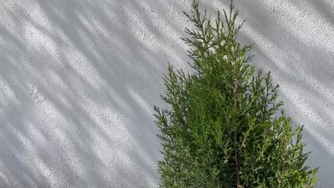 Cypress near the white wall - background stock video Stock Footage 240344145