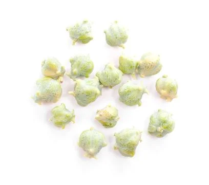 Cypress nuts. Stock Photos