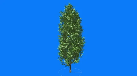 Cypress Oak Chromakey Green Tree Chroma Key Alfa Blue Background Thin Tall Tree Stock Footage 54751995