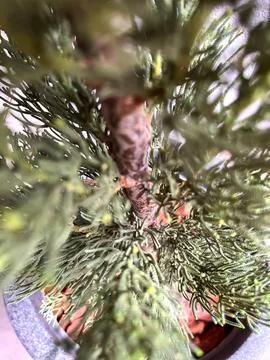 Cypress in perspective Stock Photos