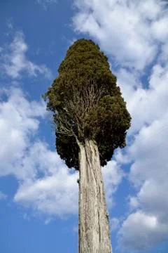 Cypress 写真素材