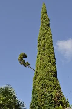 Cypress Stock Photos