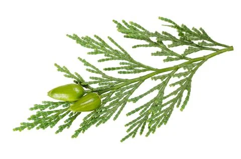 Cypress Stock Photos