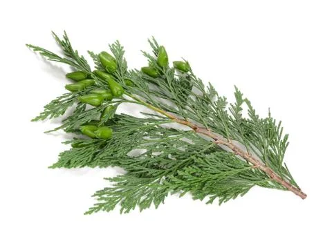 Cypress 写真素材