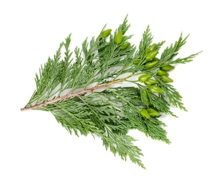 Cypress Stock Photos