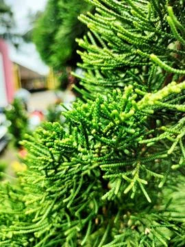 Cypress Stock Photos