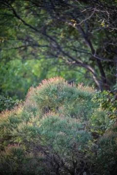 Cypress Stock Photos