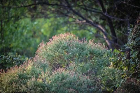 Cypress Stock Photos