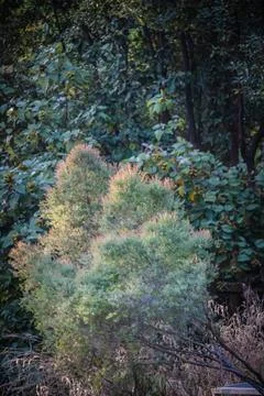 Cypress Stock Photos