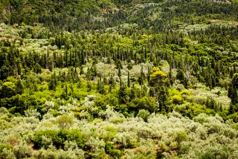 Cypress pine dominated vegetation Stock Photos