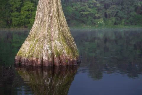 Cypress In Rainbow Stock Photos