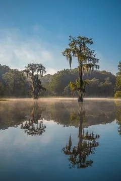 Cypress Reflection Stock Photos