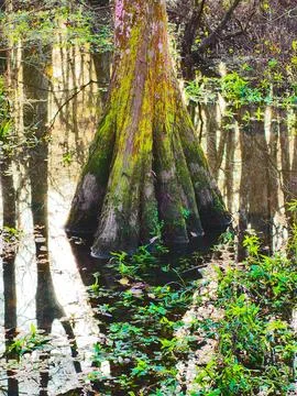 Cypress Rising Stock Photos