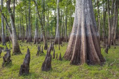 Cypress river floodplain Stock Photos