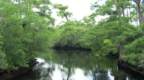Cypress River Scene Stock Footage 10902529