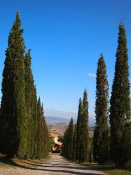 Cypress road Stock Photos
